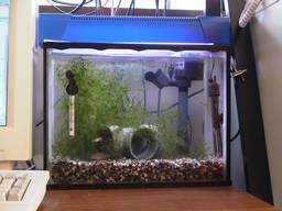 35cm�����S�i