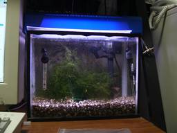 35cm�����S�i