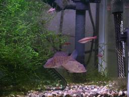 35cm�����S�i