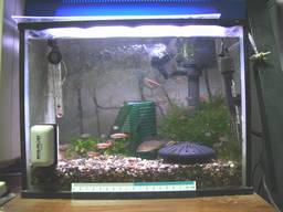 35cm�����S�i