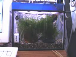 35cm�����S�i