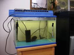 40cm�����S�i(11/23�B�e)