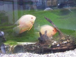 90cm����(2)(2/3�B�e)