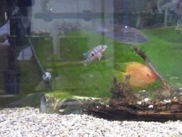 90cm����(2)(2/3�B�e)