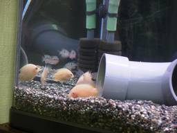 �ł܂�V����B(01/04/15)