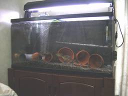 90cm�����S�i