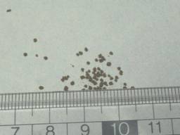 �N���}[�G�R��] ���g