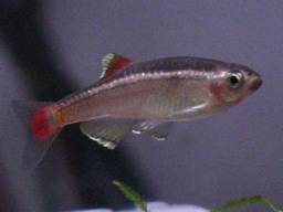 アカヒレ(4/13撮影分その1)