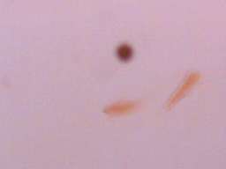 �u���C���V�������v(60�{)