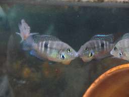 �Њd�������Ă���t�@�C���[�}�E�X(5/12�B�e)