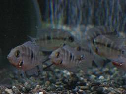 �t�@�C���[�}�E�X(4/15�B�e)