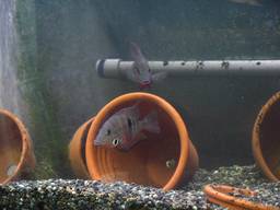 �t�@�C���[�}�E�X�̃y�A