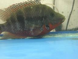 �t�@�C���[�}�E�X�̃q������a(���h�����ɂЂǂ�)