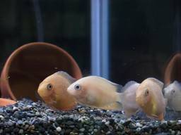 �S�[���f���Z�x����(4/15�B�e)