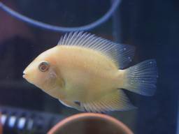 ���_�a�ɜ�����S�[���f���Z�x����(4/20�B�e)