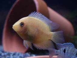 ���_�a������������S�[���f���Z�x����(4/26�B�e)