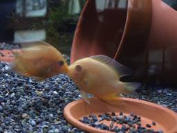 �͔�ג��̃S�[���f���Z�x����(4/30�B�e)