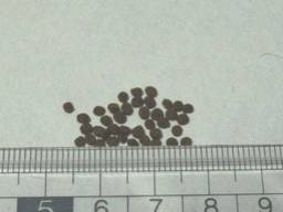 �Ђ���N���X�g �V�N���b�h ���g