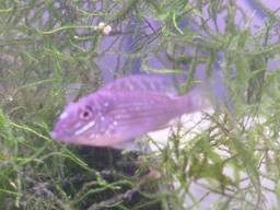 �W�����p��(3/31�B�e���A���ɖ����n�߂Ă���)