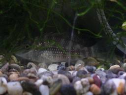 �W�����p��(4/13�B�e��)