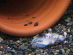 �W�����p���̂Ȃ�̉ʂ�(5/26�B�e)