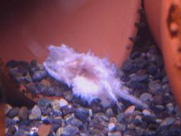 �W�����p���̈��(8/4�B�e)