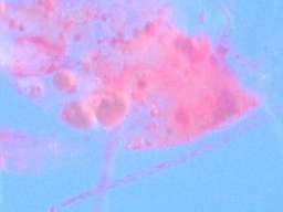 ���b�h�v�����N�g����(200�{)