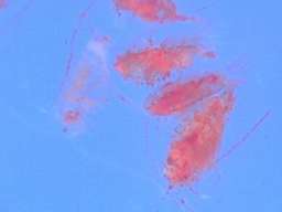 ���b�h�v�����N�g��(60�{)