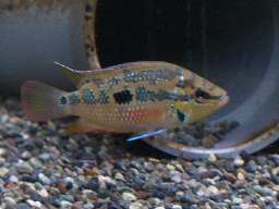 �T���r�j�[�V�N���b�h(5/17�B�e)