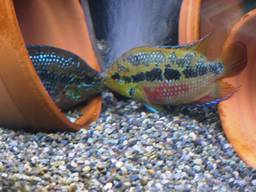 �T���r�j�[�Ό���