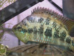 ���������T���r�j�[�V�N���b�h(1/23�B�e)