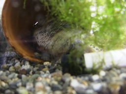 �͂Ȃ��������T���r�j�[�V�N���b�h(2/16�B�e)