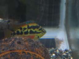 �T���r�j�[�V�N���b�h�̎��R�V�j�O�̒t���Ɛ��b�������e(6/4�B�e)