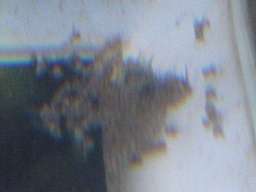 �T���r�j�[�V�N���b�h�̎��R�V�j�O�̒t��(�z����3����)