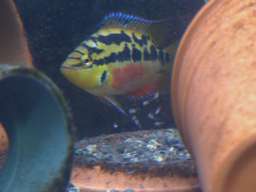 �T���r�j�[�V�N���b�h�̒t���ƌ�q����e��(�z����5����)