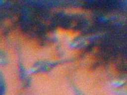 �T���r�j�[�V�N���b�h�̒t��(�z����6����)