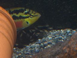 �T���r�j�[�V�N���b�h�̐e�q(�z����11����)