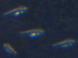 �T���r�j�[�V�N���b�h�̒t��(�z����11����)