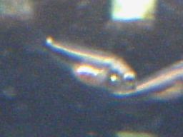 �T���r�j�[�V�N���b�h�̒t��(�z����12����)