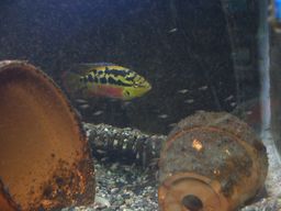 �T���r�j�[�V�N���b�h�̐e�q(�z����14����)