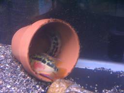 �T���r�j�[�V�N���b�h�Y����(7/27�B�e)