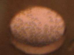 �T���r�j�[�V�N���b�h�̗�(5/31�B�e)