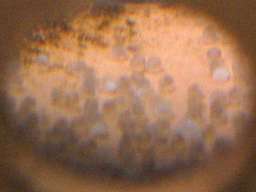 �T���r�j�[�V�N���b�h�̗�(6/2�B�e)