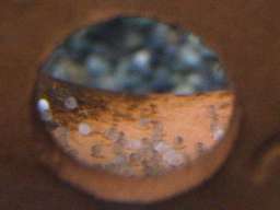 �T���r�j�[�V�N���b�h�̗�(6/3�B�e)