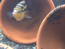 �T���r�j�[�V�N���b�h�̗�