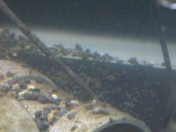 �T���r�j�[�V�N���b�h�̗�