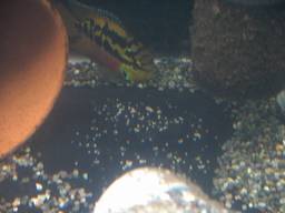 �T���r�j�[�V�N���b�h�̗�