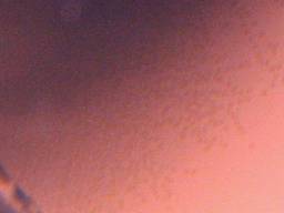 �T���r�j�[�V�N���b�h�̗�(7/27�B�e)