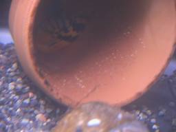 �T���r�j�[�V�N���b�h�̗�(7/29�B�e)