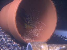 �T���r�j�[�V�N���b�h�̗�(7/30�B�e)